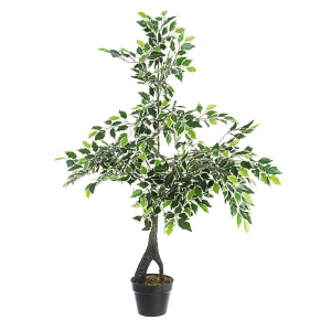 Pianta Ficus Variegato C-Vaso X760F H120