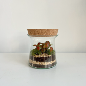 Terrarium RINI 002 ø15 h15