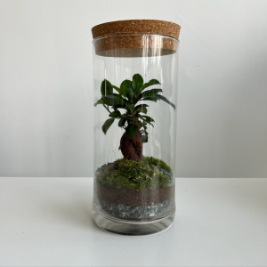 Terrarium ANTO 003 ø12 h25