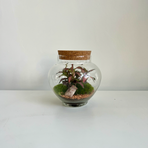 Terrarium VITT 001 ø13 h14